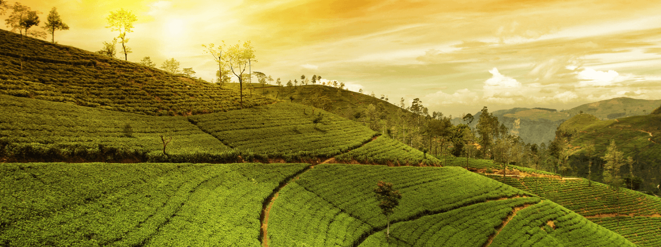 Munnar, Kerala